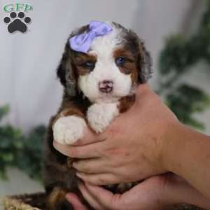Daisy, Mini Bernedoodle Puppy